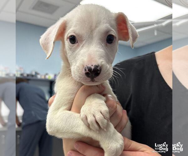Medium Photo #1 Labrador Retriever-Unknown Mix Puppy For Sale in Washington, DC, USA