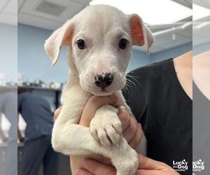 Labrador Retriever-Unknown Mix Dogs for adoption in Washington, DC, USA