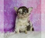 Small Photo #29 French Bulldog Puppy For Sale in WARSAW, IN, USA