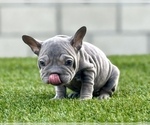 Small Photo #4 French Bulldog Puppy For Sale in LITITZ, PA, USA