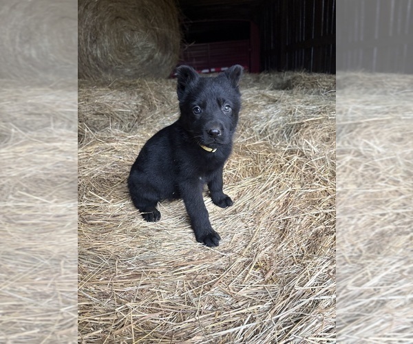 Medium Photo #2 German Shepherd Dog Puppy For Sale in WEST LIBERTY, KY, USA