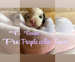 Puppy Purple collar Cavapoo