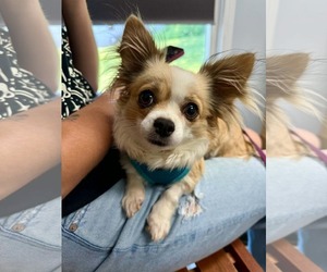 Chihuahua Dogs for adoption in Stephens City, VA, USA