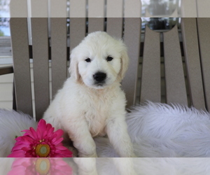 Golden Retriever Puppy for sale in SHILOH, OH, USA