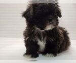 Small Photo #7 Shih Tzu Puppy For Sale in BRANDON, FL, USA