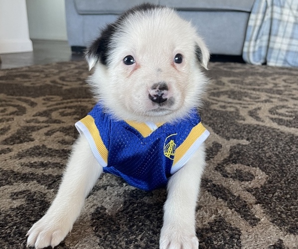 Medium Photo #1 Border Collie Puppy For Sale in HAYWARD, CA, USA