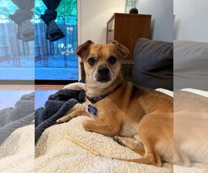 Chihuahua-Unknown Mix Dogs for adoption in Bellevue, WA, USA