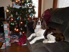 Small Photo #1 English Springer Spaniel Puppy For Sale in BUCKHANNON, WV, USA