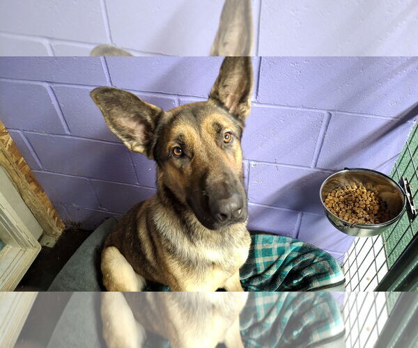Medium Photo #34 German Shepherd Dog Puppy For Sale in Sebec, ME, USA