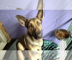 Small #33 German Shepherd Dog