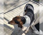 Small #2 English Foxhound Mix
