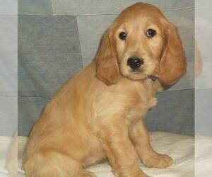 Goldendoodle Puppy for sale in THORP, WI, USA