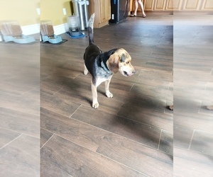 Father of the Beagle puppies born on 09/20/2019