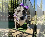Small #11 American Pit Bull Terrier Mix