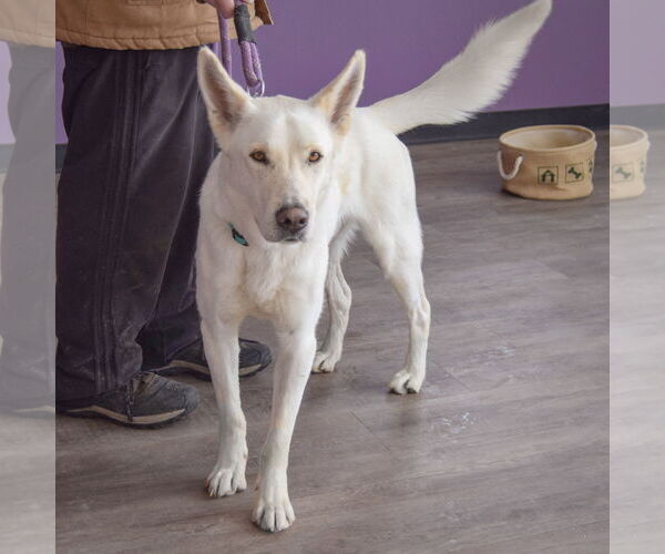 Medium Photo #3 Gerberian Shepsky Puppy For Sale in Huntley, IL, USA