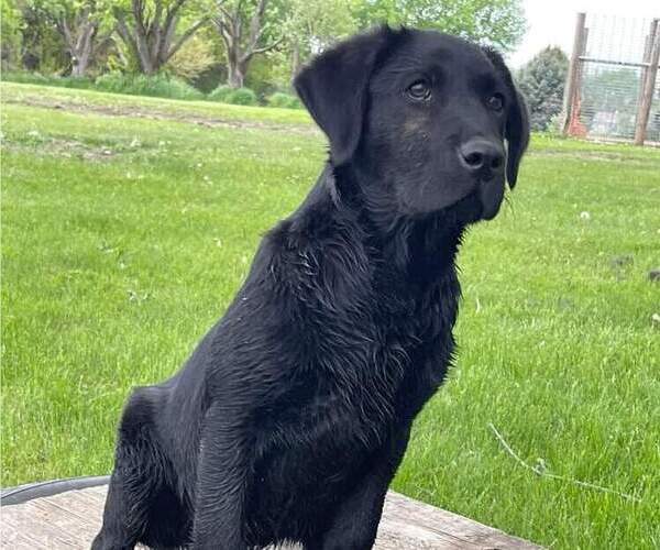 Medium Photo #1 Labrador Retriever Puppy For Sale in SHELDON, IA, USA