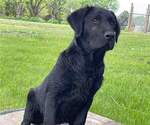 Small Photo #1 Labrador Retriever Puppy For Sale in SHELDON, IA, USA