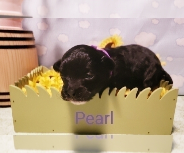 Medium Photo #3 Maltese-Poodle (Toy) Mix Puppy For Sale in INDEPENDENCE, MO, USA