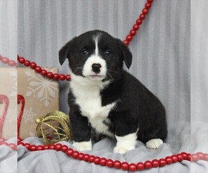 Pembroke Welsh Corgi Puppy for sale in GORDONVILLE, PA, USA
