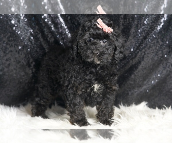Medium Photo #4 Poodle (Miniature) Puppy For Sale in WARSAW, IN, USA