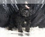 Small #3 Poodle (Miniature)