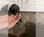 Small #2 Saint Berdoodle