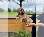 Puppy David Belgian Malinois-Catahoula Leopard Dog Mix