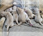 Small #1 Golden Retriever