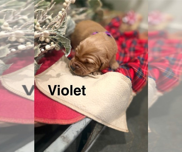 Medium Photo #5 Golden Retriever Puppy For Sale in MARSHFIELD, MO, USA