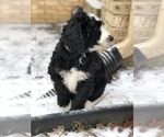 Small Photo #17 Aussiedoodle-Poodle (Standard) Mix Puppy For Sale in COMMERCE, MI, USA