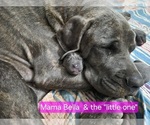 Small #32 Cane Corso