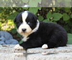 Small Photo #31 Australian Shepherd Puppy For Sale in ACTON, CA, USA