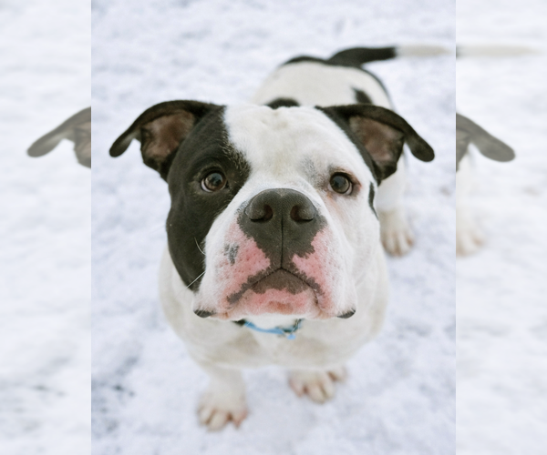 Medium Photo #2 Bulldog Puppy For Sale in Westminster, MA, USA