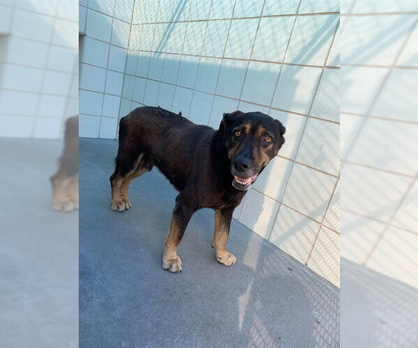 Medium Photo #1 Greater Swiss Mountain Dog-Labrador Retriever Mix Puppy For Sale in Corpus Christi, TX, USA