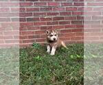 Puppy Puppy 1Balto Siberian Husky