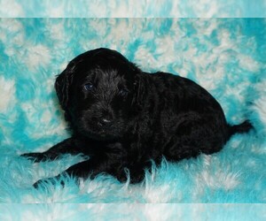 Labradoodle Puppy for sale in LA HABRA, CA, USA