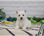 Small #5 West Highland White Terrier