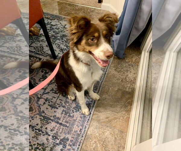 Medium Photo #2 Australian Shepherd-Unknown Mix Puppy For Sale in Foristell, MO, USA