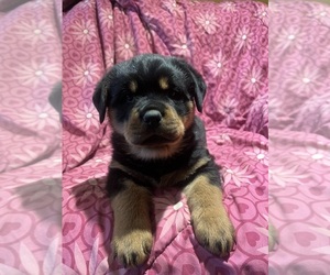 Rottweiler Puppy for sale in BUSKIRK, NY, USA