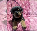 Small Rottweiler