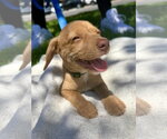 Small Photo #8 Mutt Puppy For Sale in Lake Elsinore, CA, USA