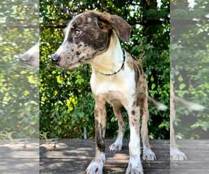 Miles - Male Catahoula Leopard Dog-Unknown Mix Dog for Adoption - Photo #4