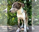 Small #3 Catahoula Leopard Dog Mix