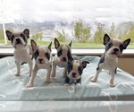 Small Photo #2 Boston Terrier Puppy For Sale in OROVILLE, CA, USA