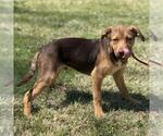 Small #1 Labrador Retriever Mix