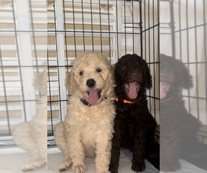 Poodle (Standard) Puppy for Sale in EXETER, California USA