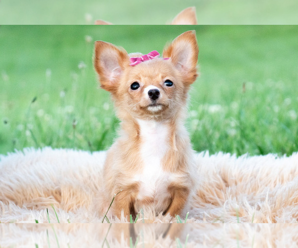 Medium Photo #22 Chihuahua Puppy For Sale in WARSAW, IN, USA