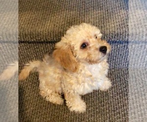 Bichpoo Puppy for sale in CARMEL, IN, USA