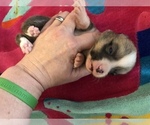 Small Photo #10 Pembroke Welsh Corgi Puppy For Sale in RAMONA, OK, USA