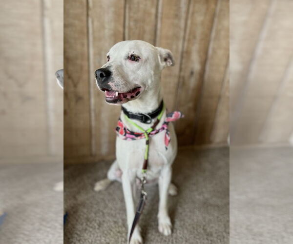 Medium Photo #14 Boxer-Unknown Mix Puppy For Sale in Euless, TX, USA